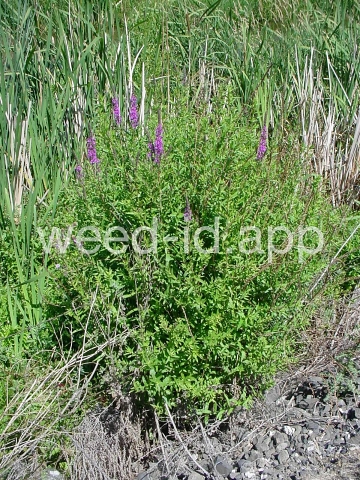 loosestrife, purple